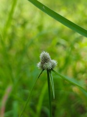 dandelion in the grass