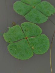 water lily in the pond
