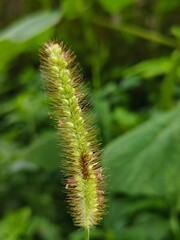 green fern leaf
