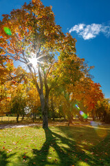 Naklejka premium Golden autumn sunbeams pierce through vibrant maple leaves, casting long shadows on a grassy park lawn