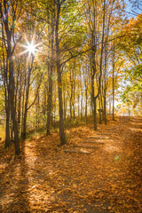 Bright sunburst through golden autumn trees illuminating a path covered with fallen leaves, ideal for conveying the beauty of fall