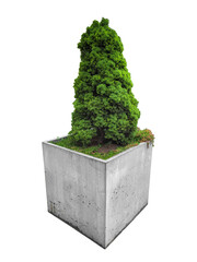 Small green tree in a square concrete planter is isolated.