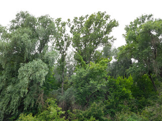 Willows and poplars with dense foliage typical for riverbanks and forest-steppe zone are isolated.