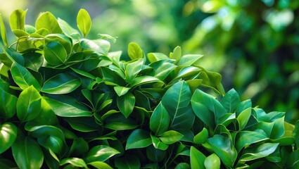 Obraz premium Vivid green leaves of a plant in a lush garden scene.