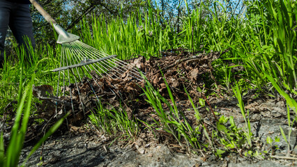 Removal of dry last year leaves in garden, closeup photo. Low angle view of rake gathering leaves, sunlight shining on springtime garden cleanup