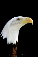Caged Bald Eagle on Black Background