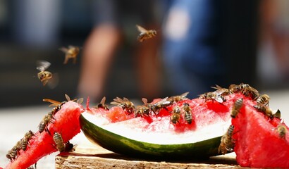 Bees flaying around the watermelon summer fruit background