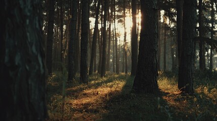 Fototapeta premium Sunlight streams through dense forest with tall trees, casting shadows and light