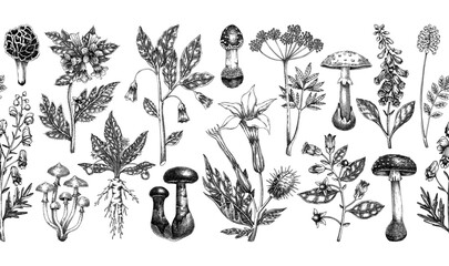 Poisonous plants seamless ribbon. Toxic mushrooms hand drawn vector illustration. Witch herbs vintage pattern. Deadly fungi background. NOT AI generated © sketched-graphics