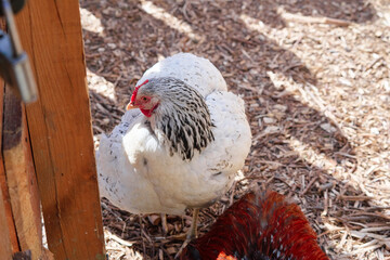 White and Red Chickens in a Sunlit Outdoor Enclosure