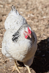 A detailed view of a white chicken with black markings, standing in a sunlit natural outdoor setting.