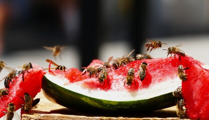 Bees flaying around the watermelon summer fruit background