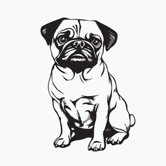 english bulldog puppy