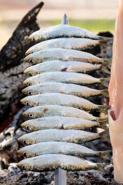 Grilling espeto de sardinas (ENG sardine fish skewer) over an open fire in Malaga, Spain. 