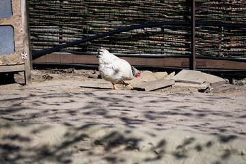 White chicken feeding in a rural backyard, surrounded by dirt and natural surroundings, showcasing...
