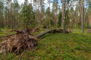 July storm damage in Latvia © talavietis