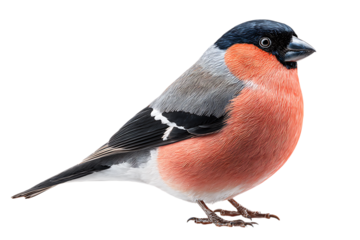 Vibrant Eurasian Bullfinch