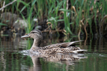 Fototapeta premium Female mallard duck in Surrey, British Columbia, Canada.