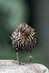 Female red-winged blackbird (Agelaius phoeniceus)
