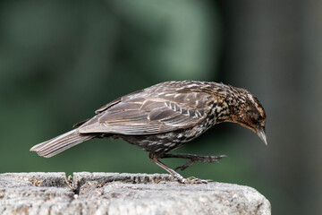 Female red-winged blackbird (Agelaius phoeniceus)