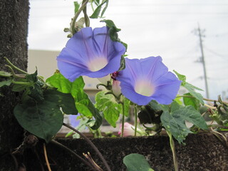 light Blue-purple morning glory flowers