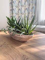 Succulents Including Aloe Vera and Haworthia in Rustic Ceramic Pot on Wooden Table in Sunlit living room