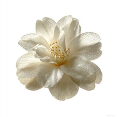 Elegant White Flower With Golden Center