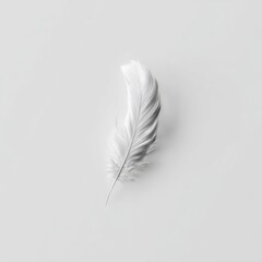 White Feather On Light Background