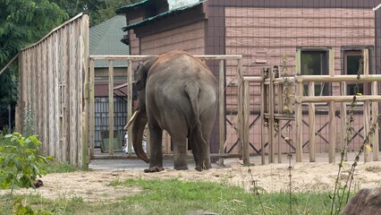 Asian elephant in zoo enclosure near wooden structure with natural background
