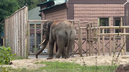 Asian elephant in zoo enclosure near wooden structure with natural background
