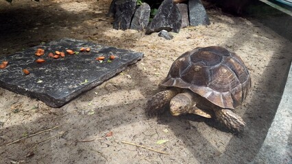 Tortoise on sandy ground next to stone slab with carrots in a zoo environment under summer lighting