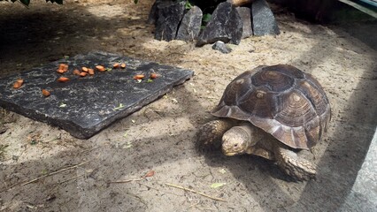 Tortoise on sandy ground next to stone slab with carrots in a zoo environment under summer lighting