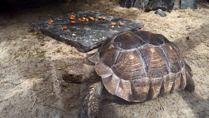 Tortoise on sandy ground next to stone slab with carrots in a zoo environment under summer lighting