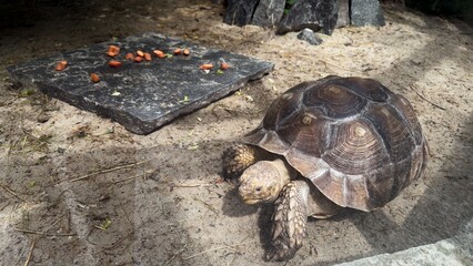 Tortoise on sandy ground next to stone slab with carrots in a zoo environment under summer lighting