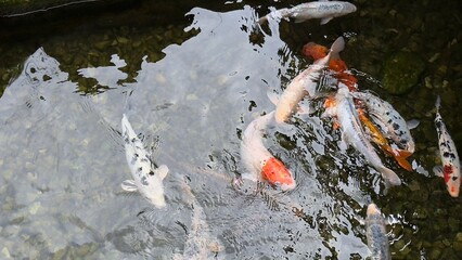 Colorful koi swimming in a decorative pond with clear water under summer sunlight