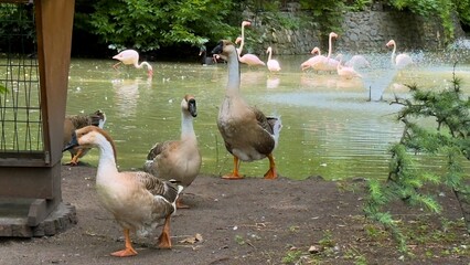 Geese and flamingos by a pond with fountain in green park surrounded by natural vegetation