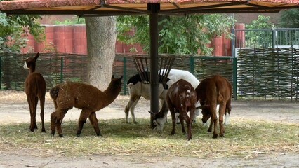 Llamas and alpacas in a cozy zoo enclosure under shelters among greenery and natural materials