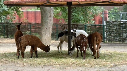 Llamas and alpacas in a cozy zoo enclosure under shelters among greenery and natural materials