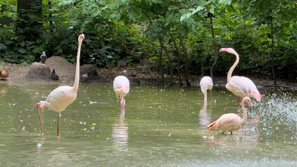 Group of pink flamingos in a water body surrounded by forest vegetation, observing and feeding under summer light