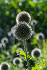 Glandular globe thistle in strong sunlight with bokeh effect