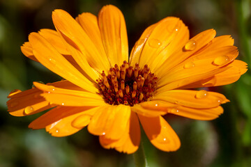 Marigold in strong sunshine after a shower