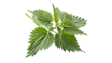 Fresh Green Stinging Nettle Leaves On a transparent background