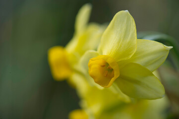 yellow daffodils in spring, yellow flowers in bloom, white and yellow colors of the Narcisus Tazetta flower. Sardinia, Italy