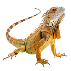 Fototapeta premium Green Iguana A Detailed Portrait