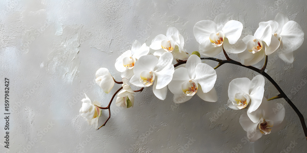 Poster elegant white orchid branch on a soft light grey textured background, arranged in a flat lay style, 