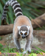 Ring-Tailed Lemur Walking Forward