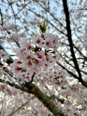 Close-up of cherry blossoms on a blooming branch