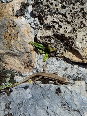 A lizard is sunbathing on a rough stone surface, surrounded by patches of vibrant green ferns