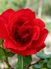 A stunning red rose opens fully in a vibrant garden, surrounded by green foliage