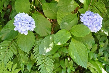 Bright blue hydrangea flowers are surrounded by vibrant green leaves in a tranquil garden setting